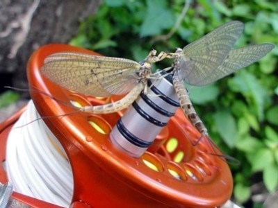Fly fishing with the may fly - heed these tips!